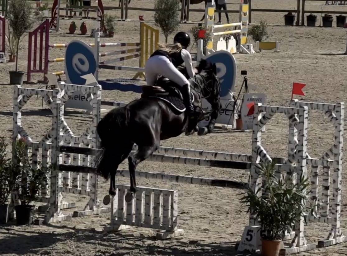 Mare French Saddle Pony For sale 2015 Black