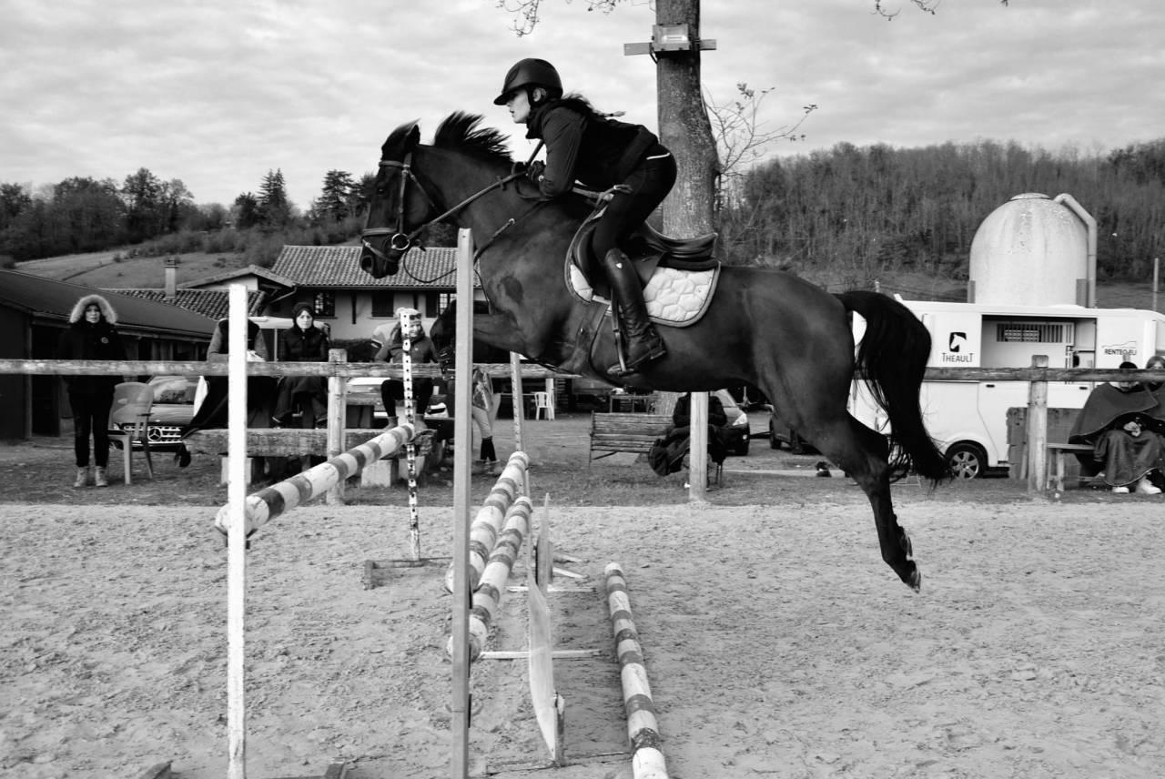 Mare French Saddle Pony For sale 2015 Black