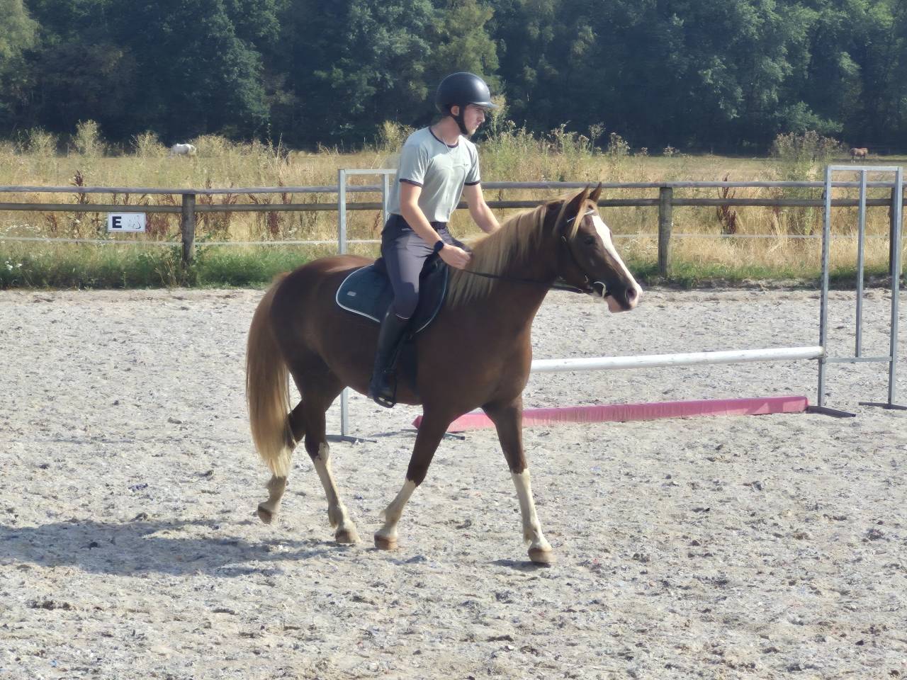 Mare Welsh Part Bred For sale 2023 Chesnut