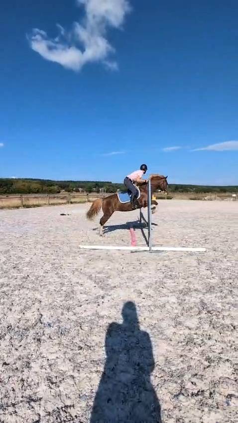 Mare Welsh Part Bred For sale 2023 Chesnut