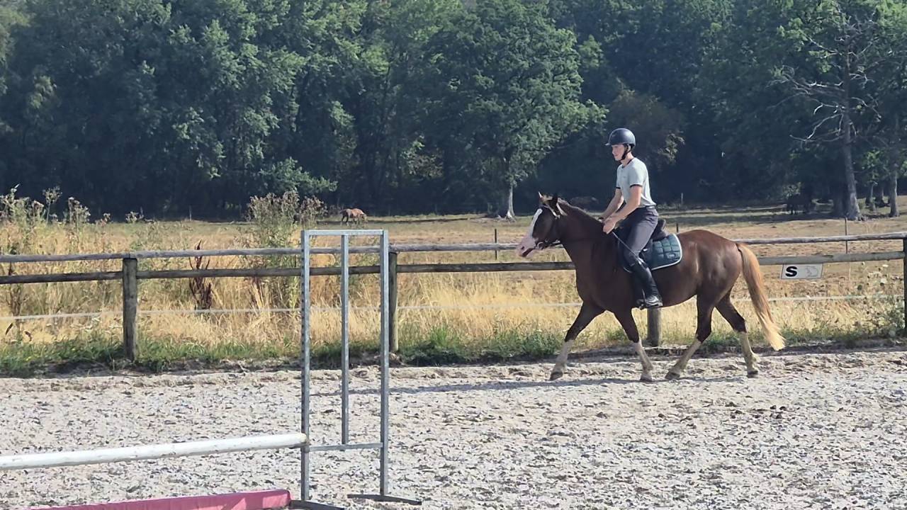 Mare Welsh Part Bred For sale 2023 Chesnut