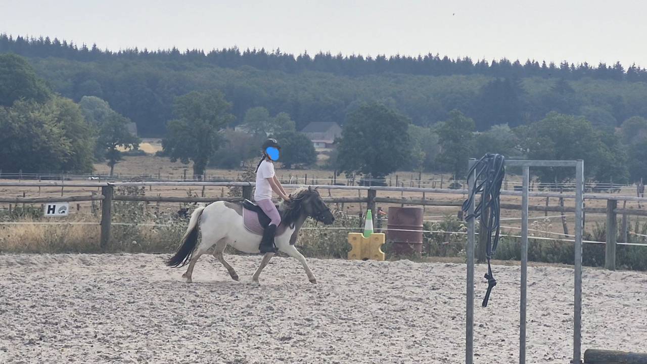 Mare Shetland Pony For sale 2023 Coloured