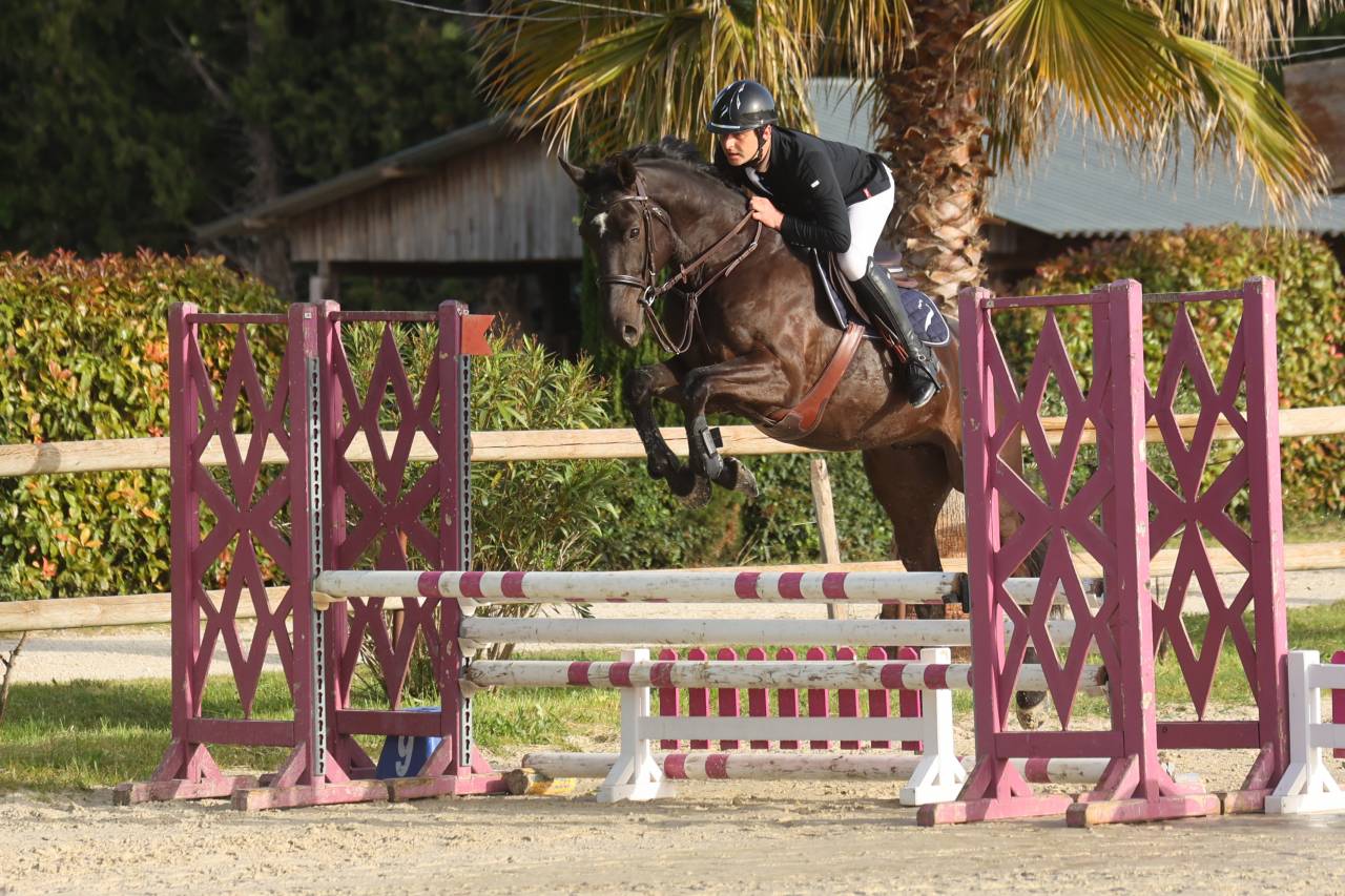 Gelding Selle Fran&ccedil;ais For sale 2021 Dark Bay