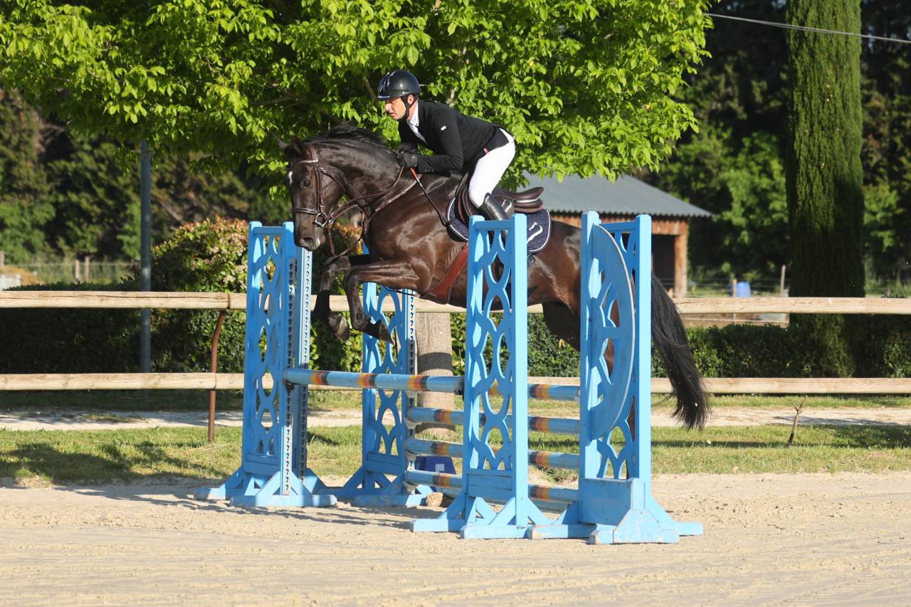 Gelding Selle Fran&ccedil;ais For sale 2021 Dark Bay