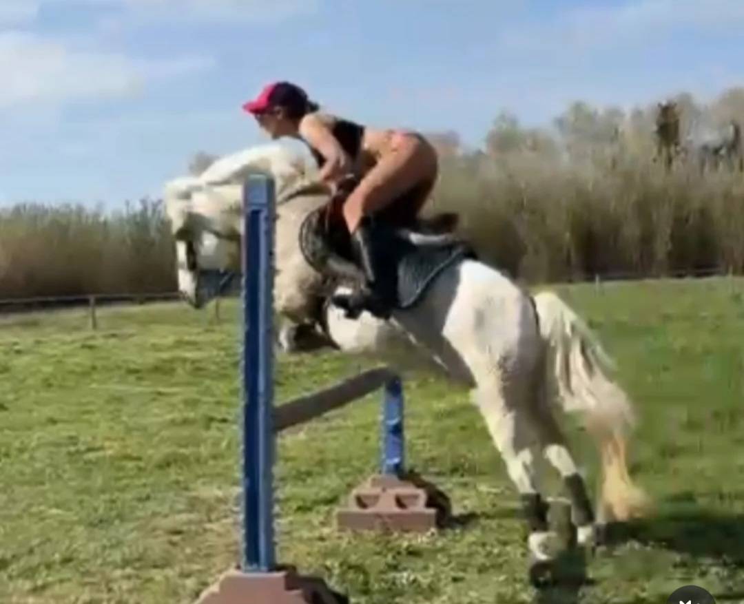 Gelding Welsh Pony (Section B) For entrust 2007 Grey