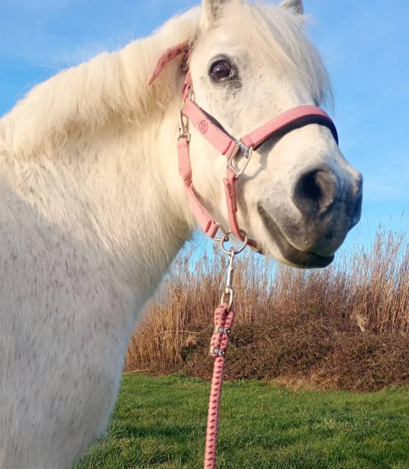 Gelding Welsh Pony (Section B) For entrust 2007 Grey