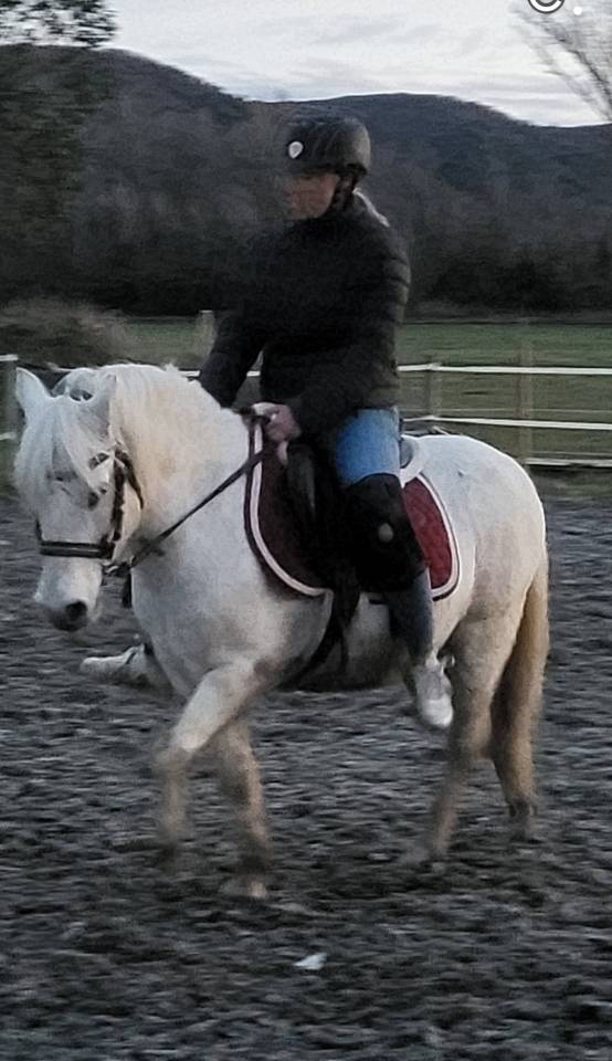 Gelding Welsh Pony (Section B) For entrust 2007 Grey