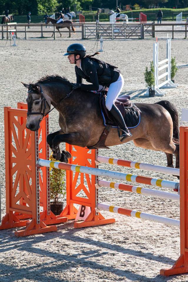 Gelding French Saddle Pony For sale 2015 Dark buckskin