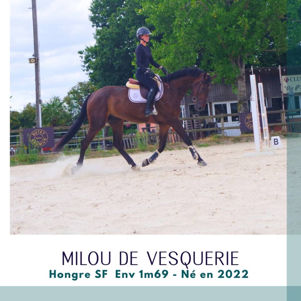 Gelding Selle Fran&ccedil;ais For sale 2022 Dark Bay
