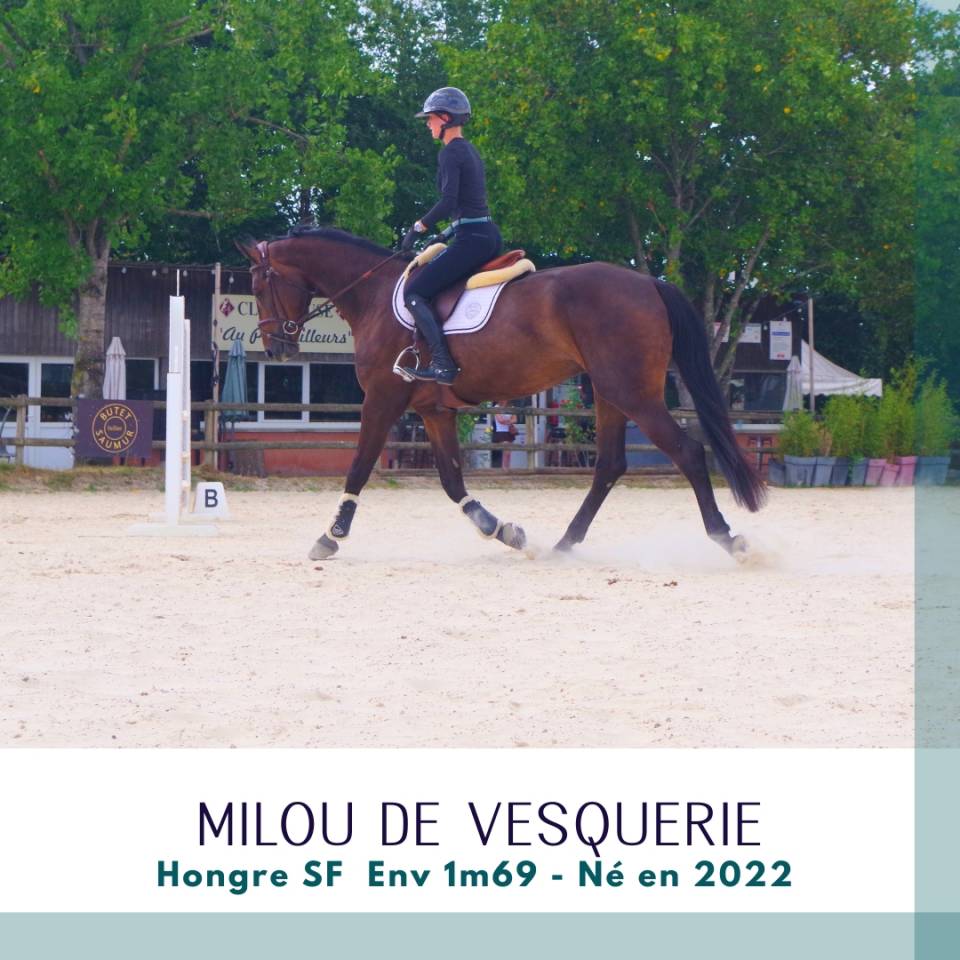 Gelding Selle Fran&ccedil;ais For sale 2022 Dark Bay