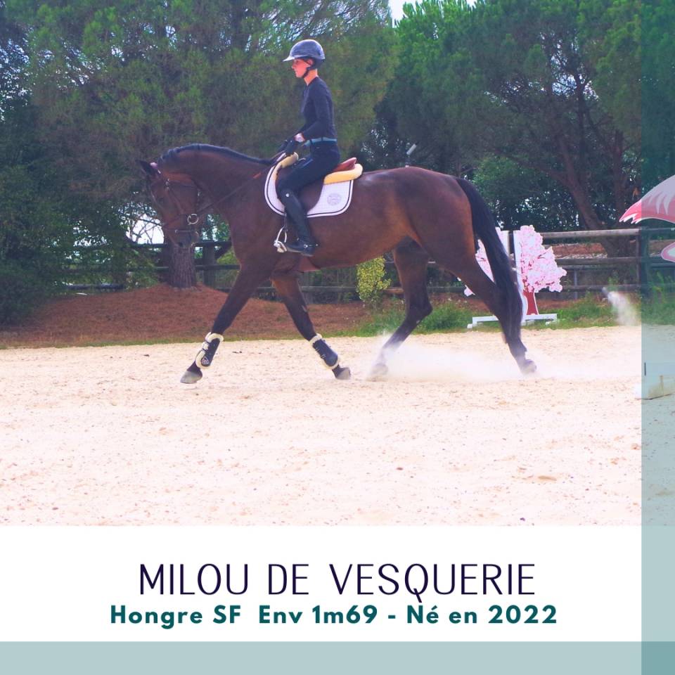 Gelding Selle Fran&ccedil;ais For sale 2022 Dark Bay