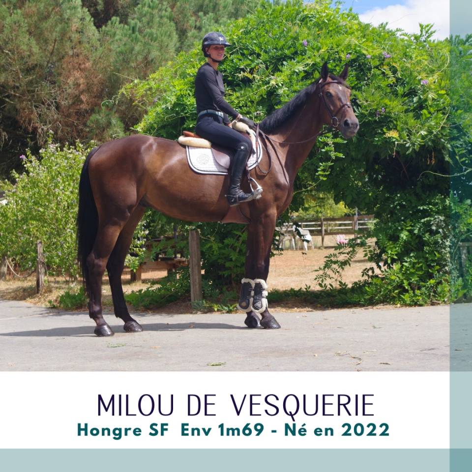 Gelding Selle Fran&ccedil;ais For sale 2022 Dark Bay