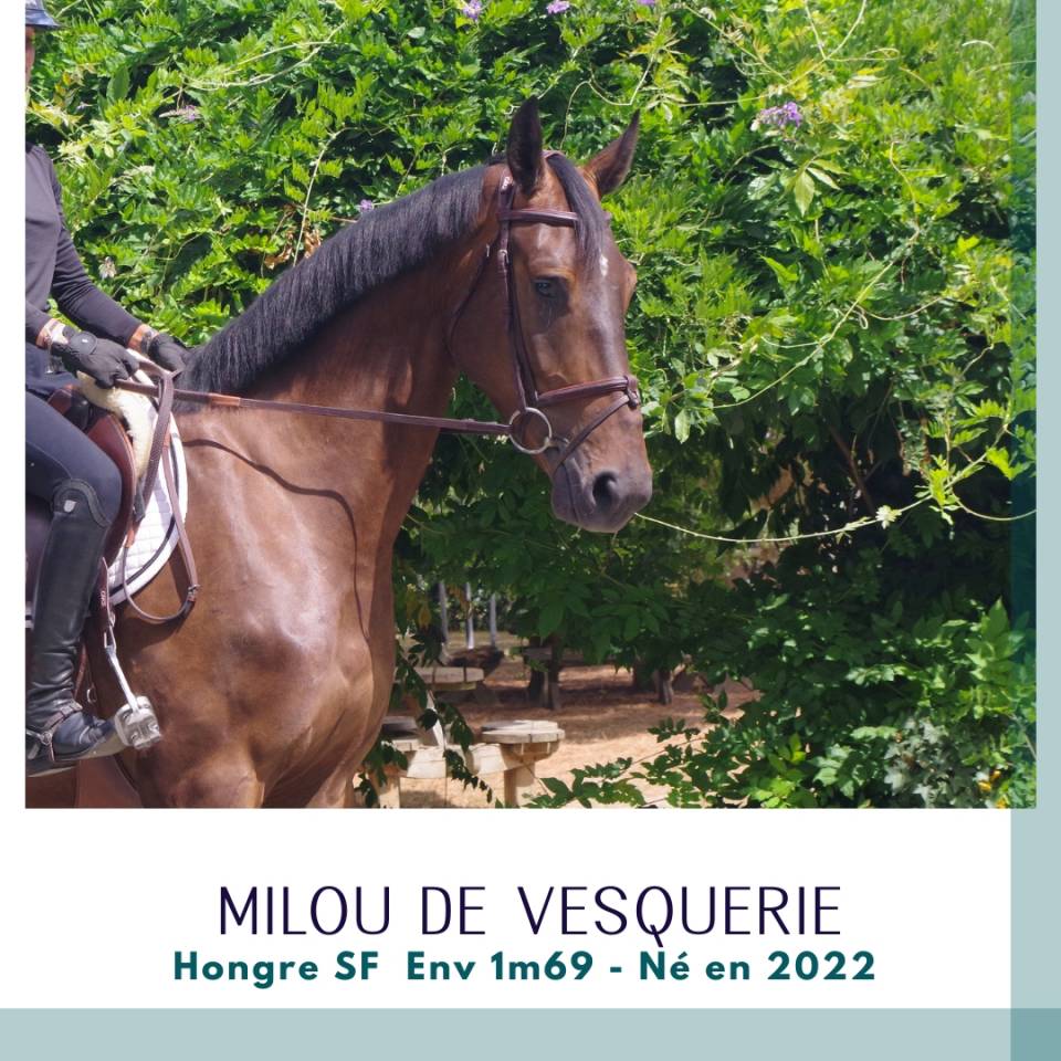 Gelding Selle Fran&ccedil;ais For sale 2022 Dark Bay