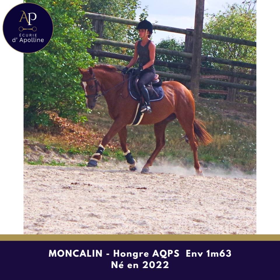 Gelding AQPS For sale 2022 Chesnut