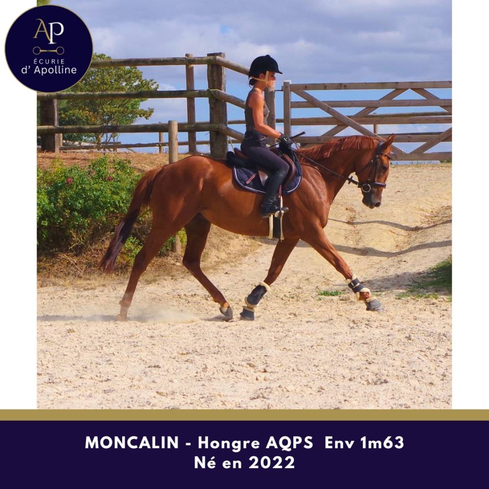 Gelding AQPS For sale 2022 Chesnut