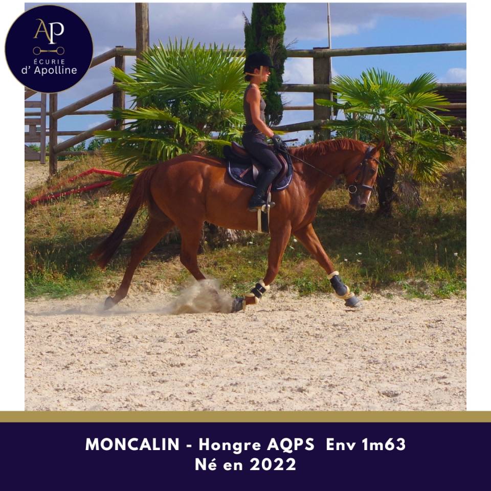 Gelding AQPS For sale 2022 Chesnut