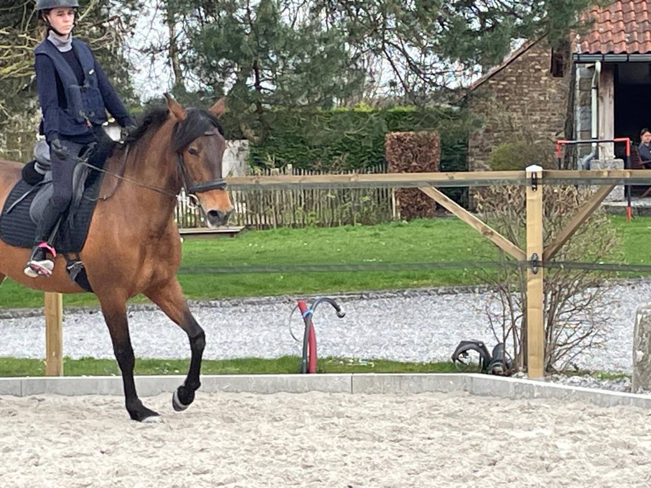 Mare Spanish Norman  For sale 2016 Buckskin