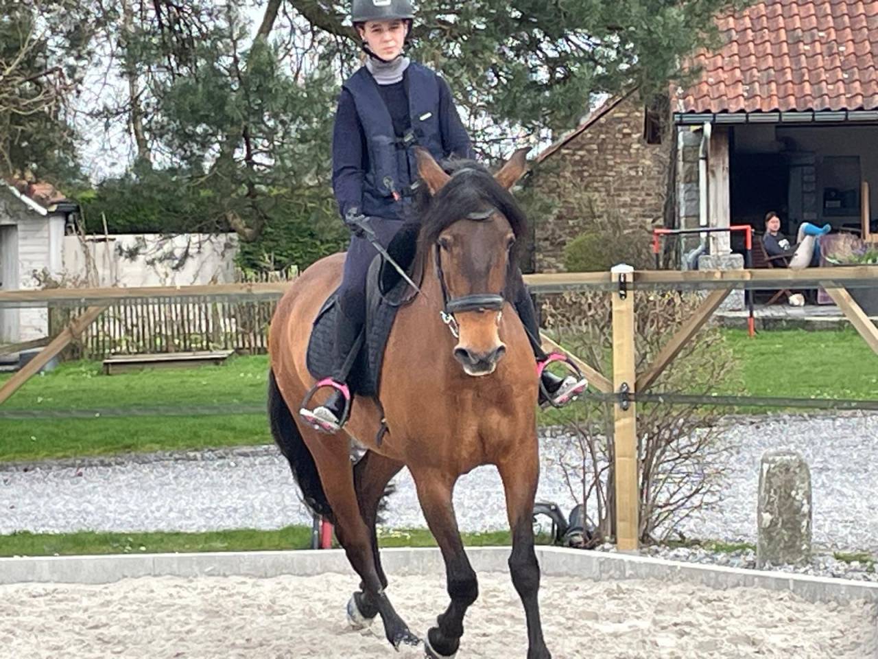 Mare Spanish Norman  For sale 2016 Buckskin