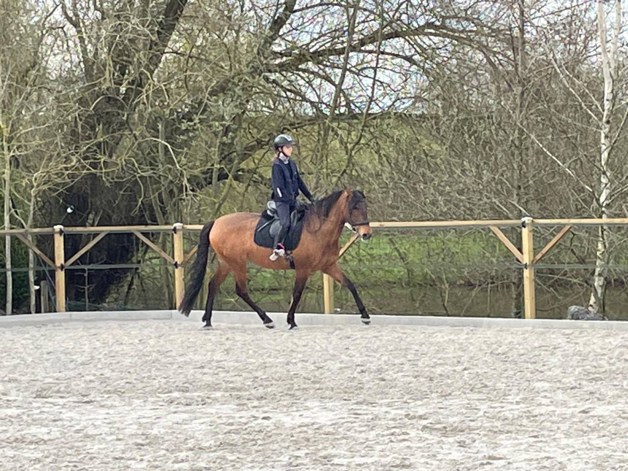 Mare Spanish Norman  For sale 2016 Buckskin