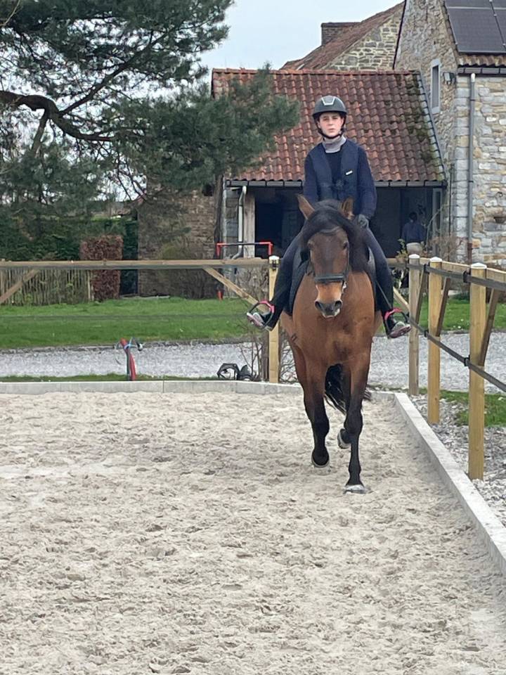 Mare Spanish Norman  For sale 2016 Buckskin