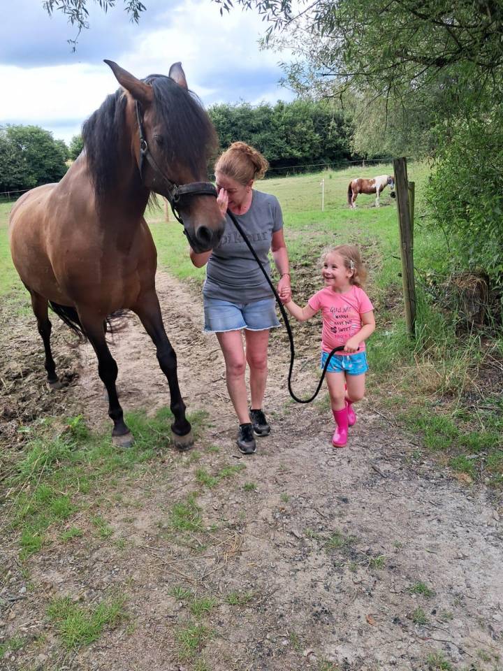 Mare Spanish Norman  For sale 2016 Buckskin