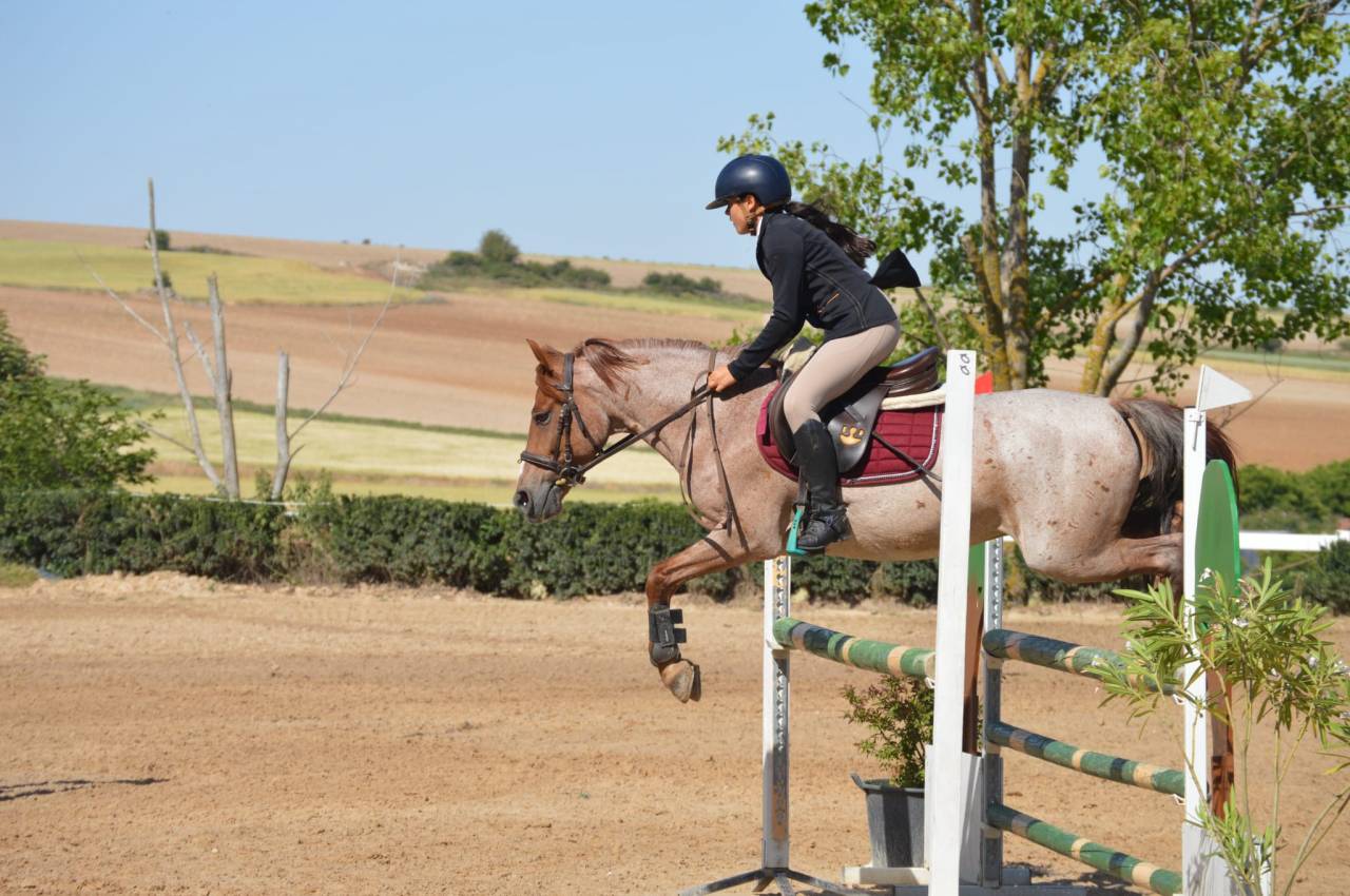 Gelding French Saddle Pony For sale 2014 Roan