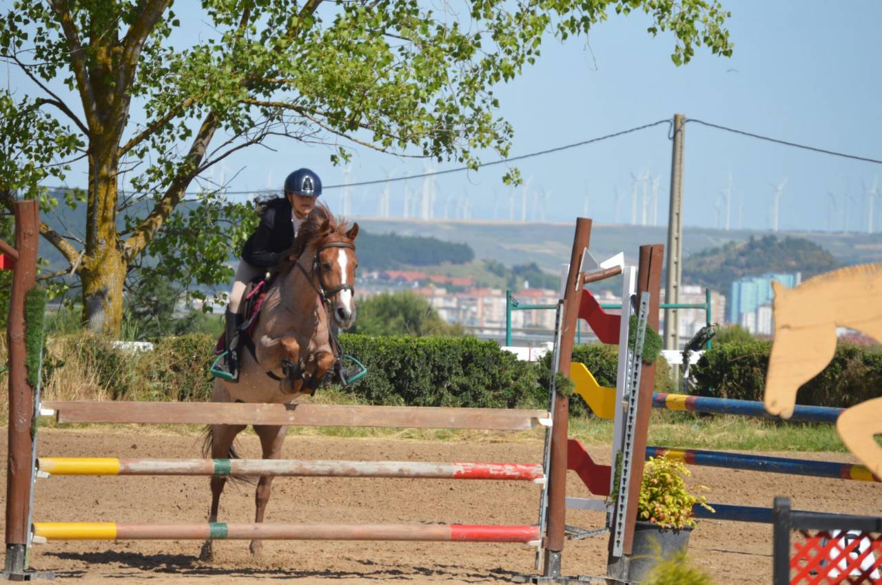 Gelding French Saddle Pony For sale 2014 Roan