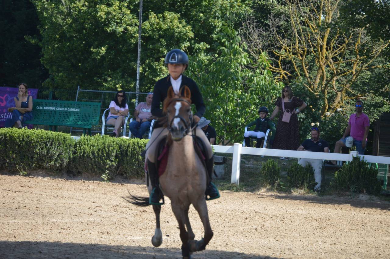 Gelding French Saddle Pony For sale 2014 Roan