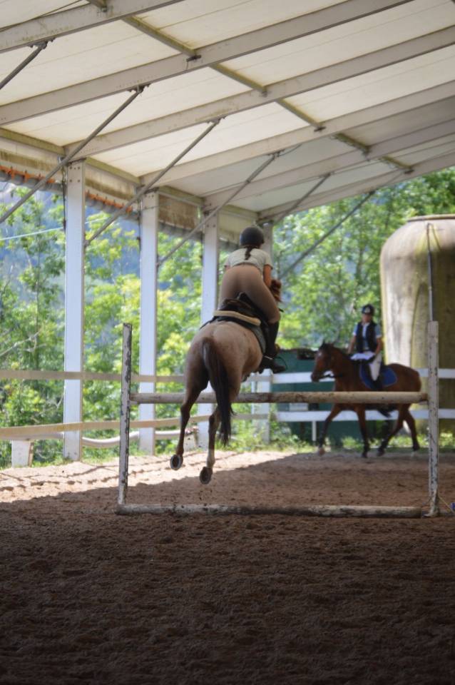 Gelding French Saddle Pony For sale 2014 Roan