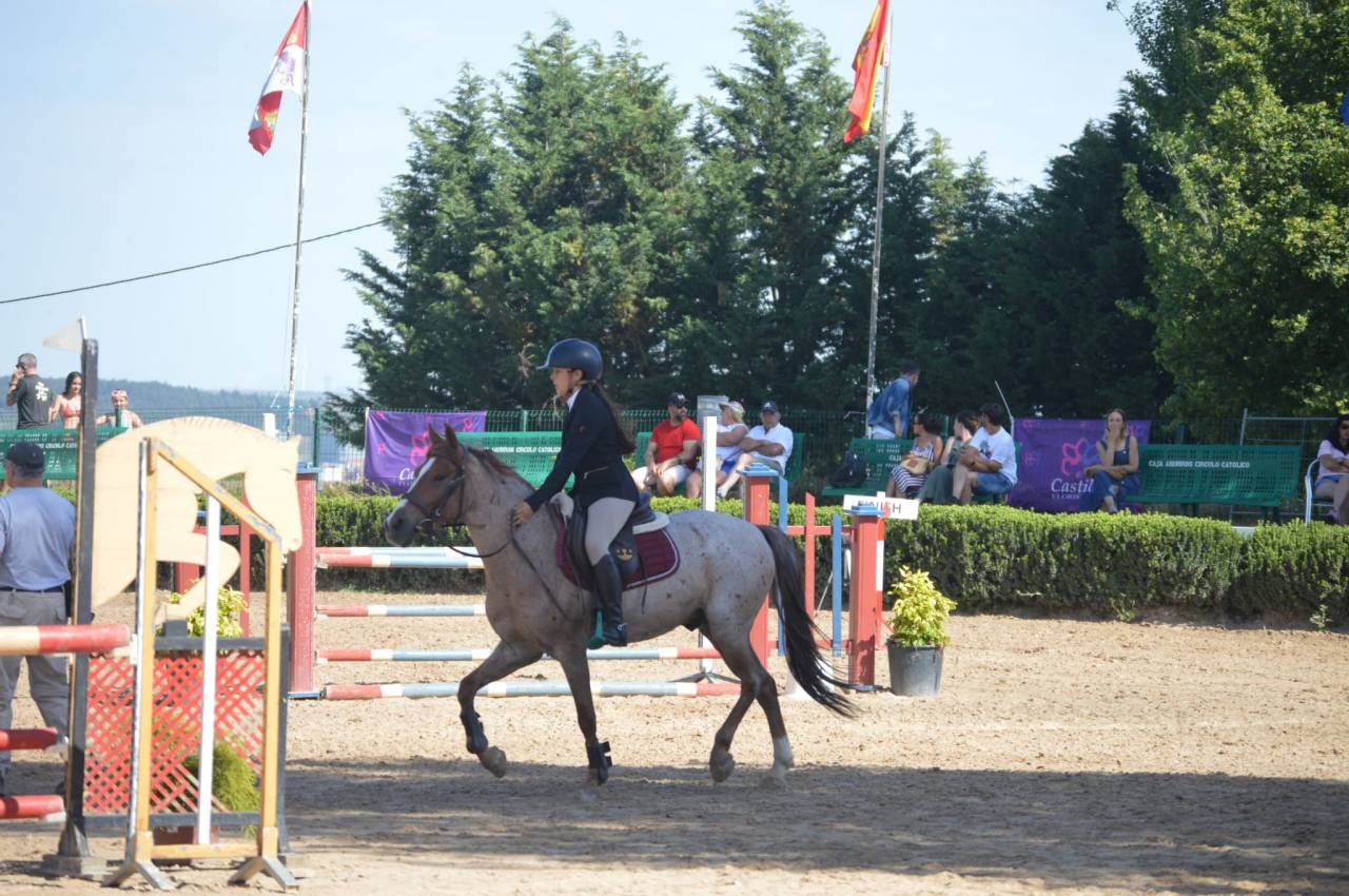 Gelding French Saddle Pony For sale 2014 Roan