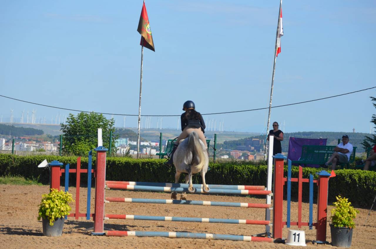 Gelding French Saddle Pony For sale 2014 Roan