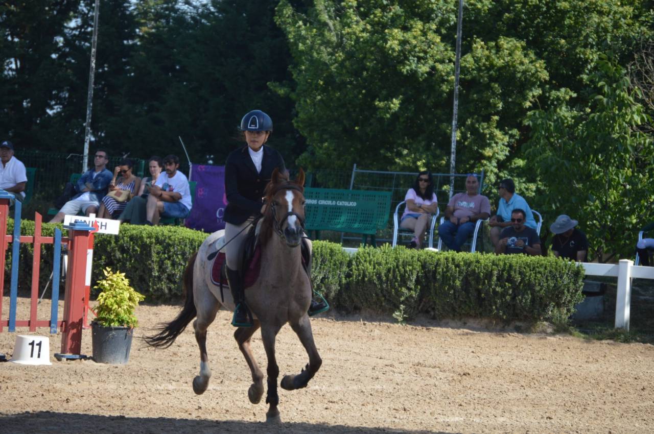 Gelding French Saddle Pony For sale 2014 Roan