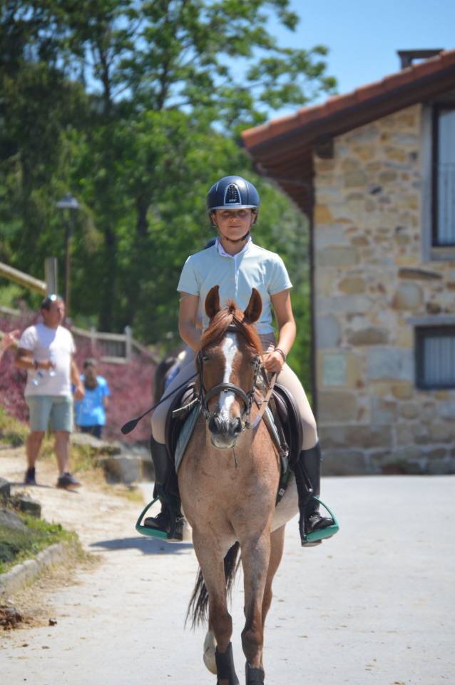 Gelding French Saddle Pony For sale 2014 Roan