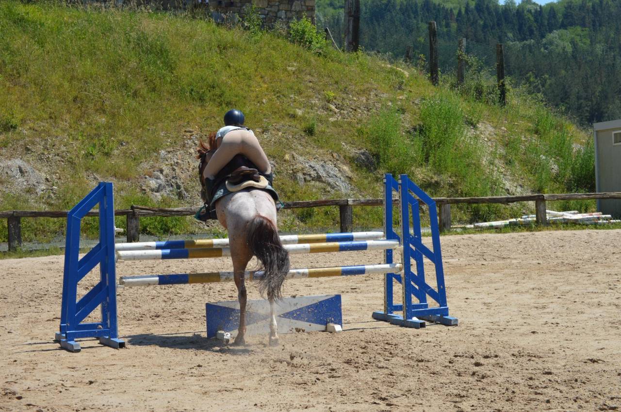 Gelding French Saddle Pony For sale 2014 Roan