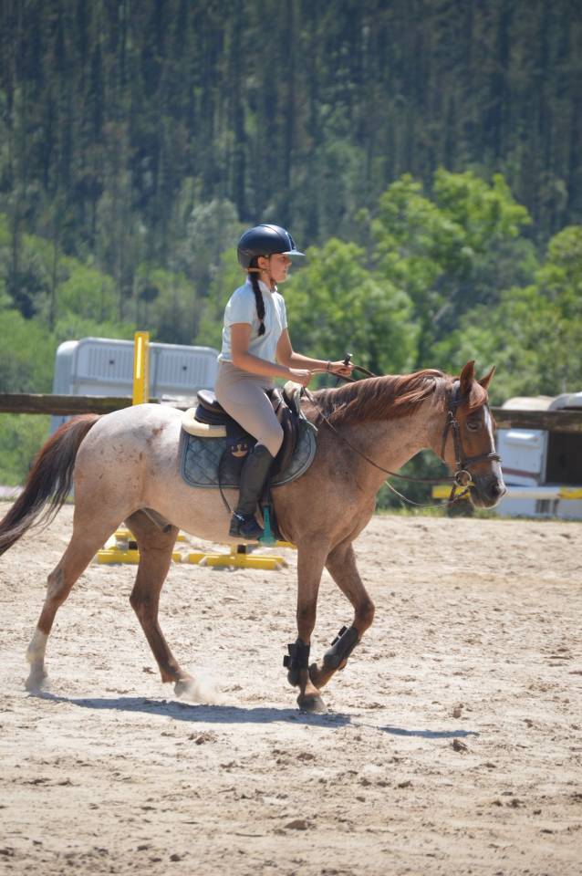 Gelding French Saddle Pony For sale 2014 Roan