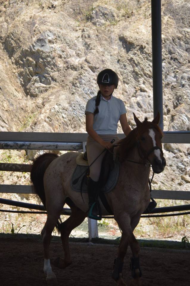 Gelding French Saddle Pony For sale 2014 Roan