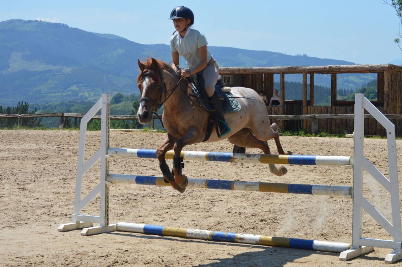 Gelding French Saddle Pony For sale 2014 Roan