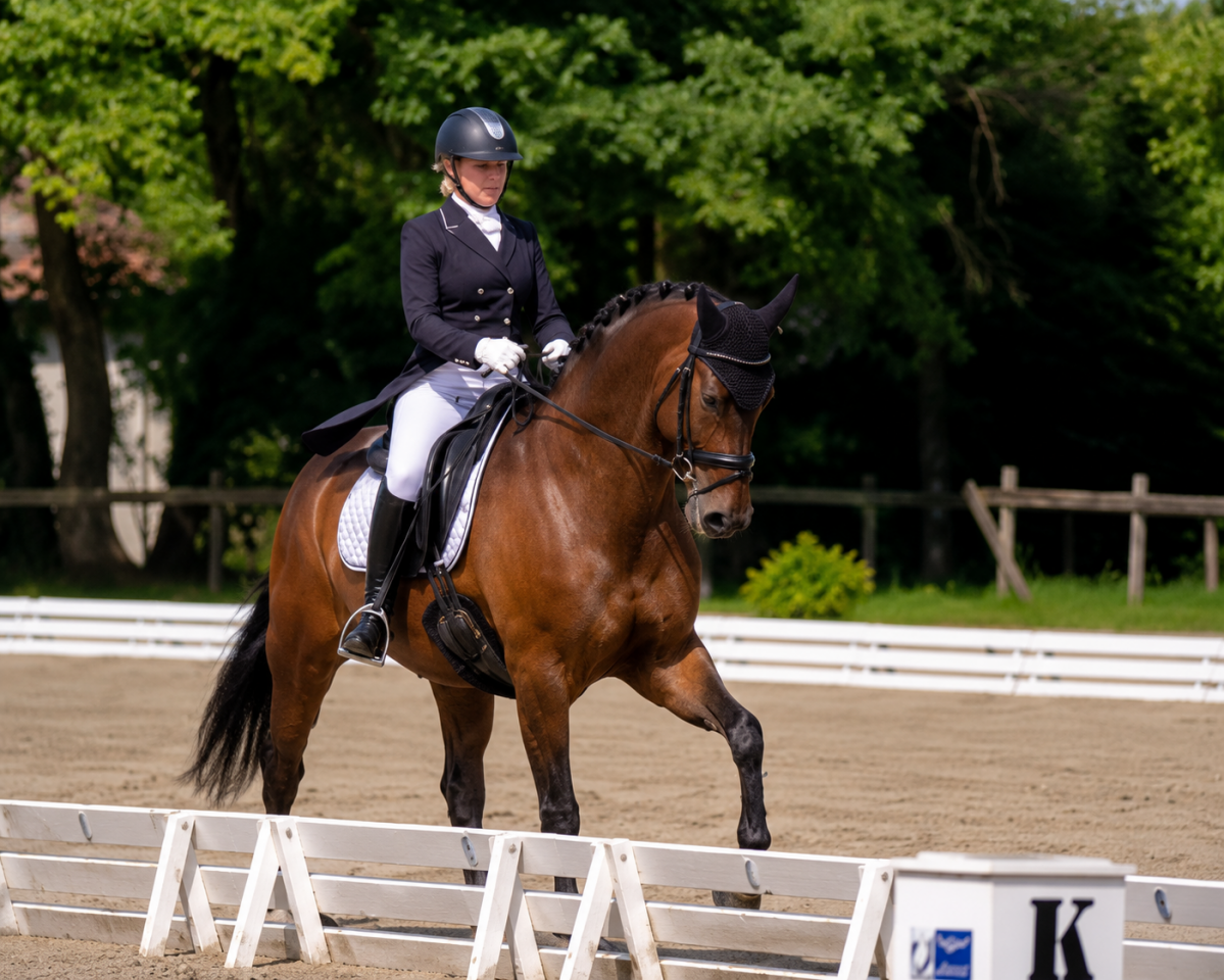 Gelding Hanoverian For sale 2017 Dark Bay