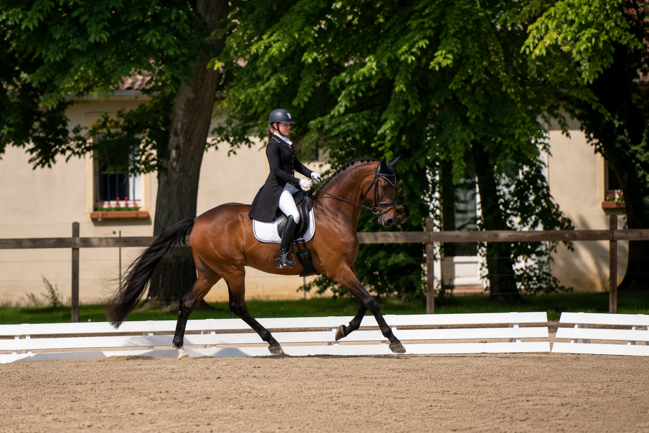 Gelding Hanoverian For sale 2017 Dark Bay