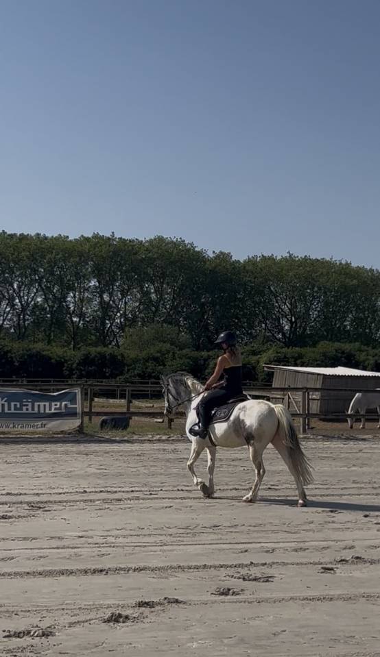 Gelding French Saddle Pony For sale 2022 Grey
