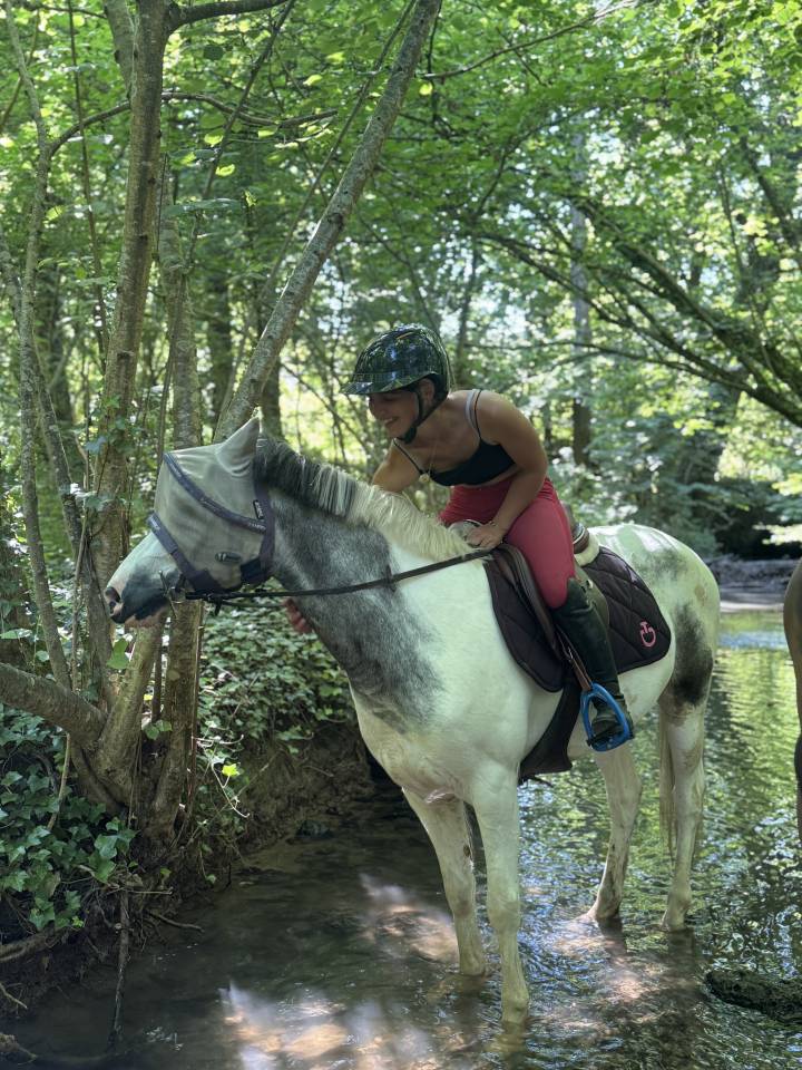 Gelding French Saddle Pony For sale 2022 Grey