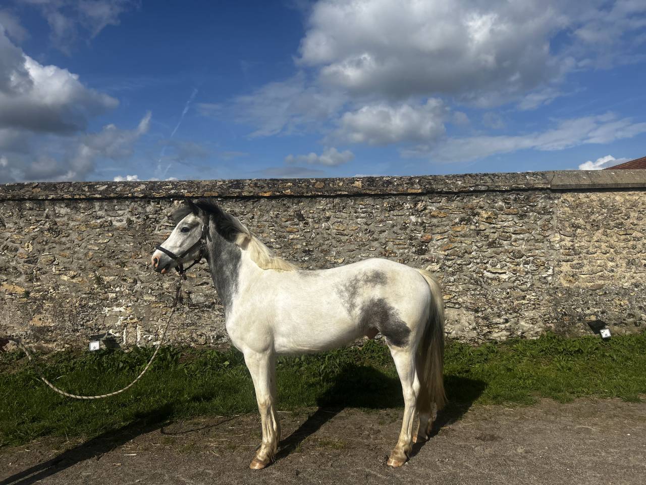Gelding French Saddle Pony For sale 2022 Grey