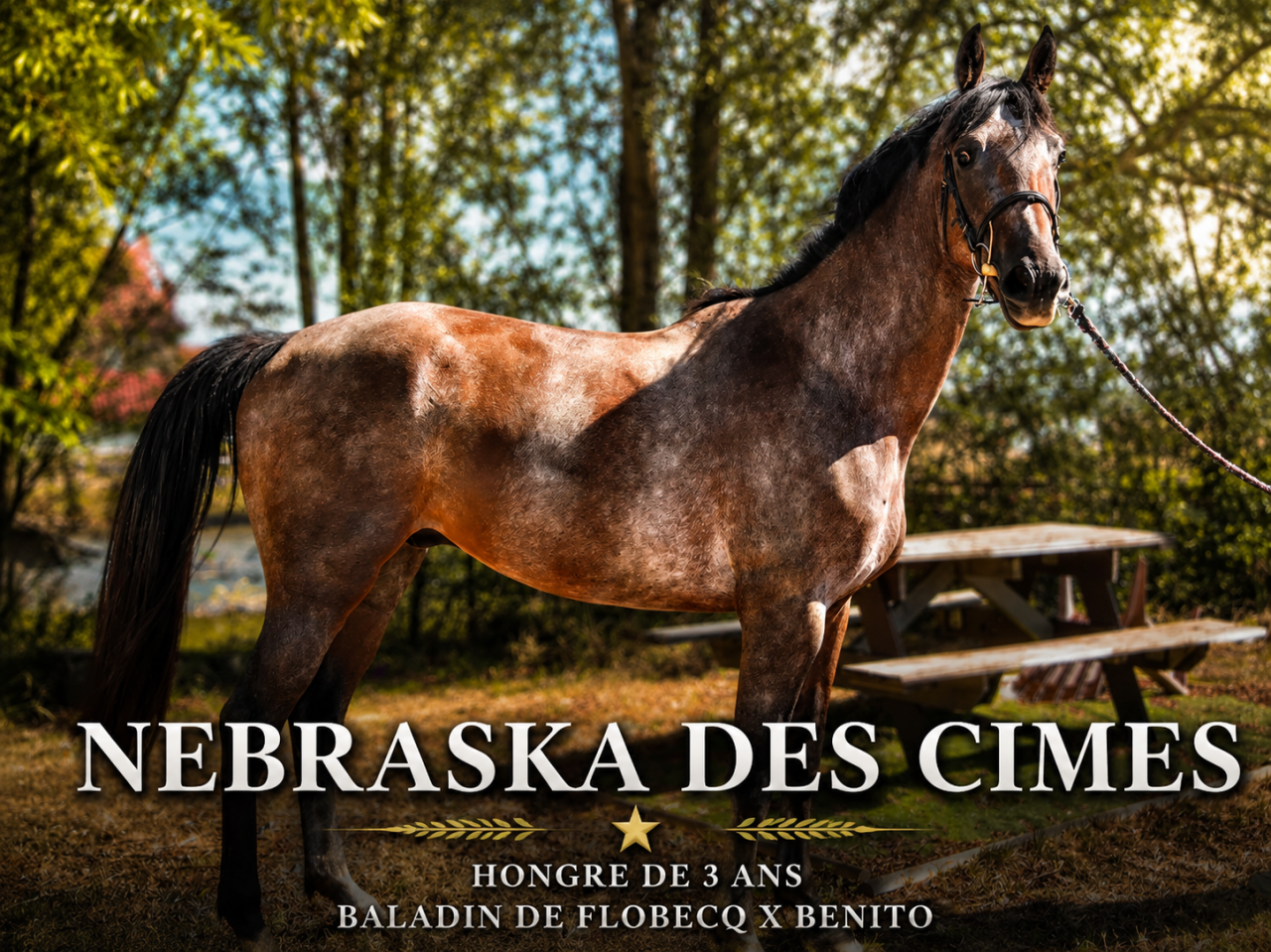 Gelding Selle Fran&ccedil;ais For sale 2023 Roan