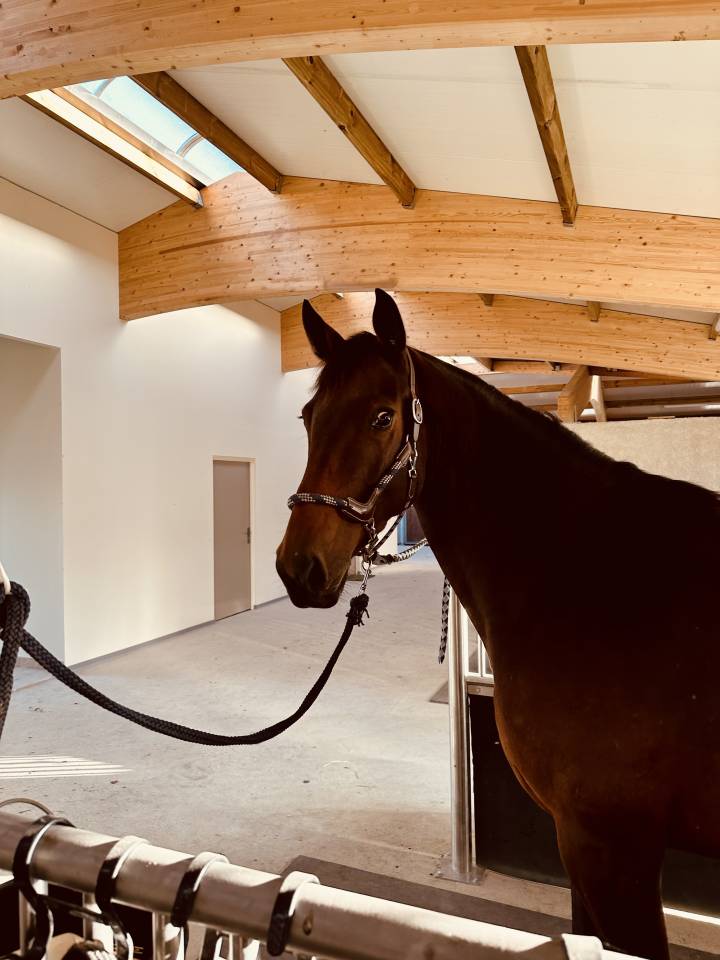 Mare Selle Fran&ccedil;ais For sale 2019 Bay