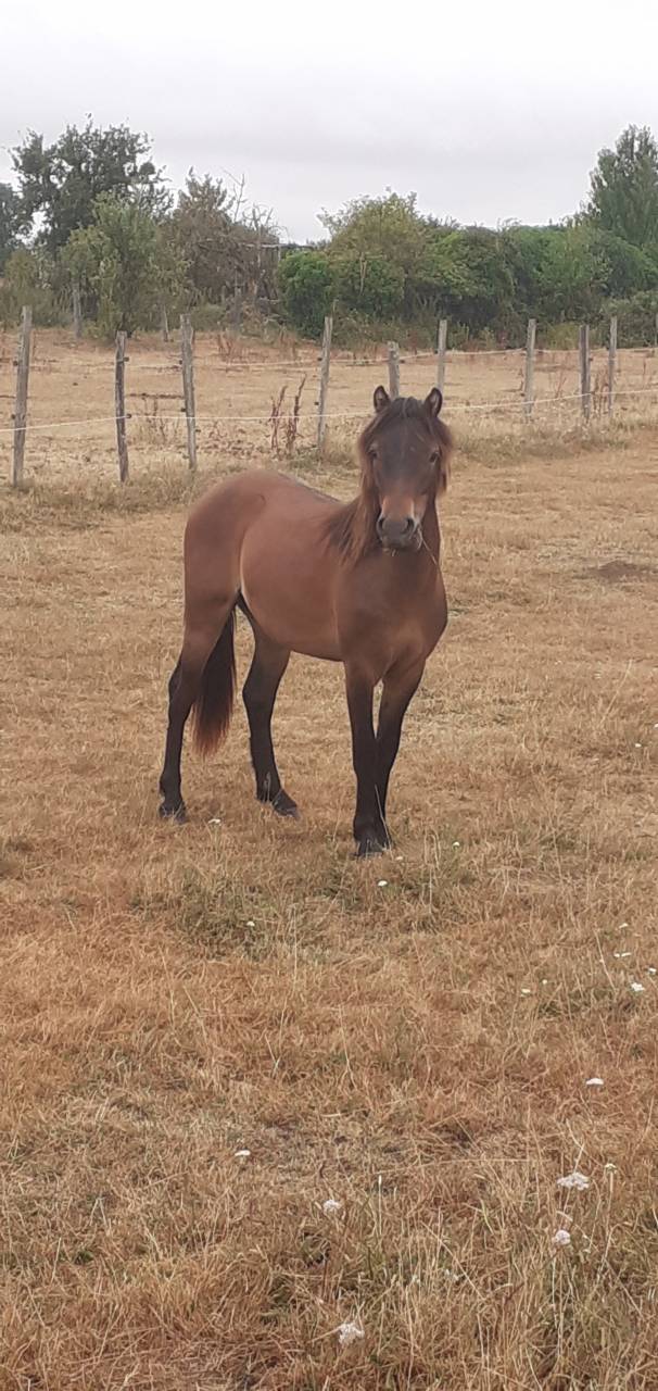 Gelding Dartmoor For sale 2025 Bay