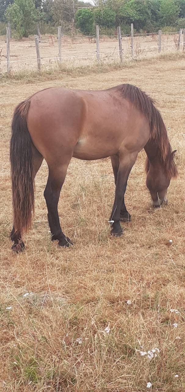 Gelding Dartmoor For sale 2025 Bay