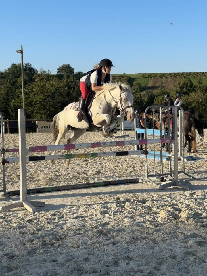 Mare French Saddle Pony For loan 2018 Grey