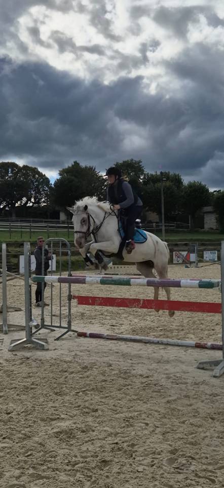 Mare French Saddle Pony For loan 2018 Grey