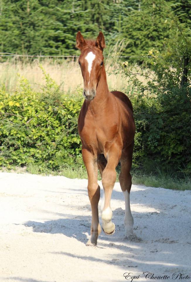 Colt Selle Fran&ccedil;ais For sale 2026 Chesnut