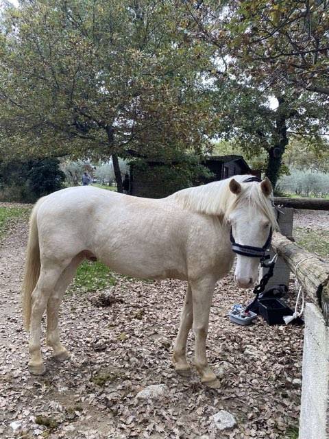 Gelding No Origin Recorded For sale 2018 Cream